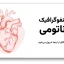 قالب اینفوگرافیک آناتومی بدن