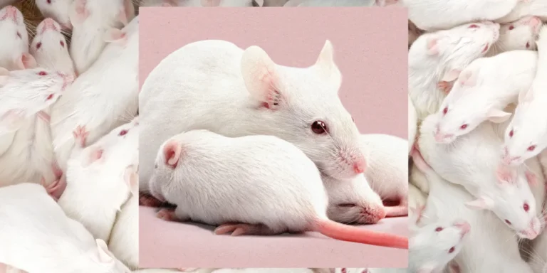تبدیل جنین‌های نر موش به ماده با استفاده از فناوری CRISPR برای نخستین بار