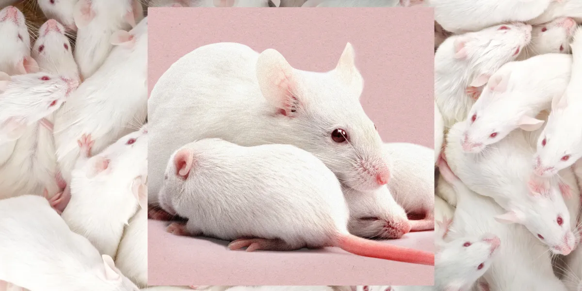 تبدیل جنین‌های نر موش به ماده با استفاده از فناوری CRISPR برای نخستین بار